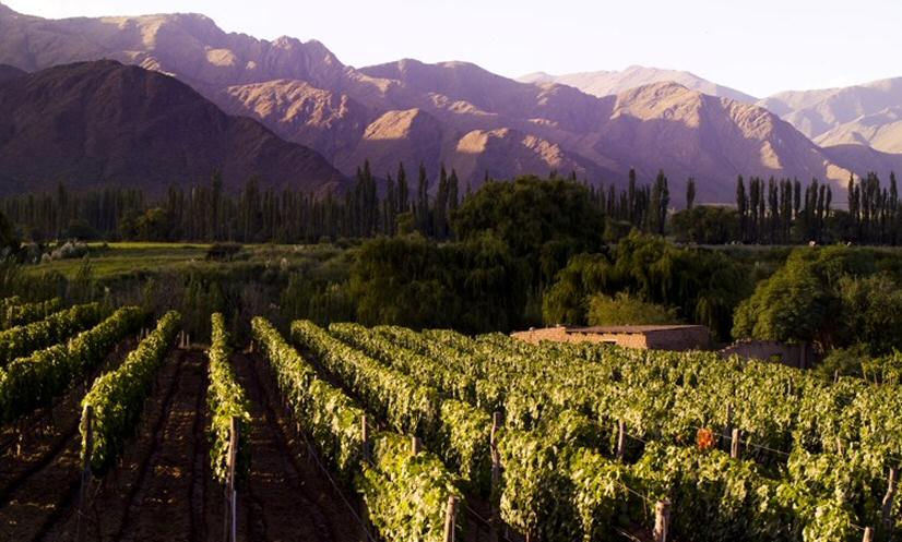 ruta_vino.jpg