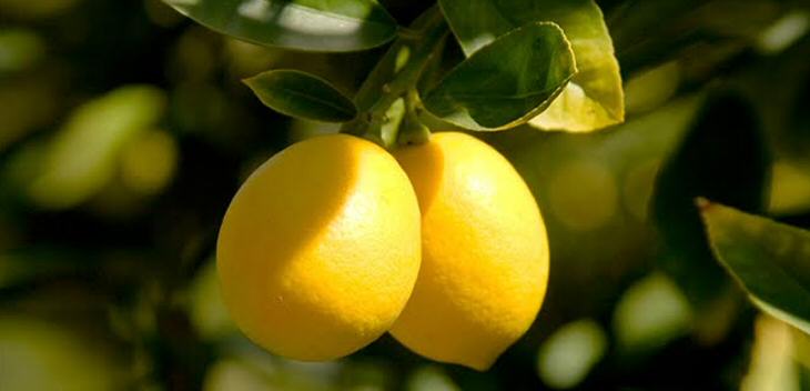 slide_limon.jpg