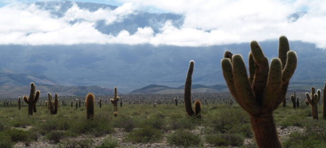 Los Cardones