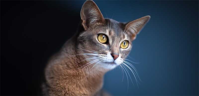 Toxoplasmosis: Ojo al gato